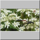 Gasteruption cf jaculator - Gichtwespe w01b 15mm.jpg